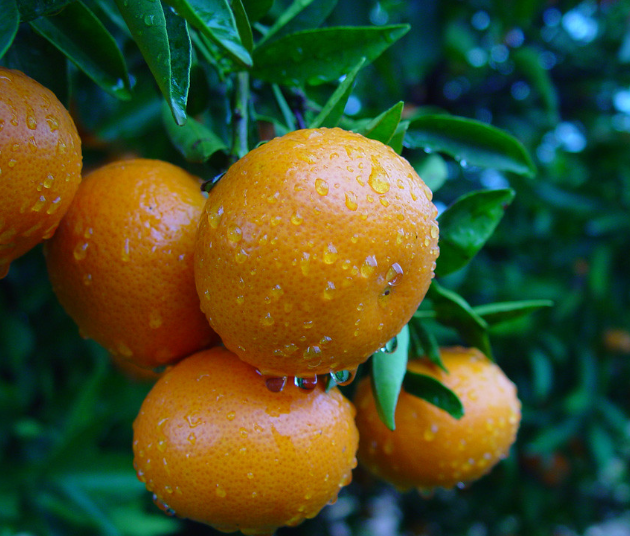 Fresh Valencian oranges