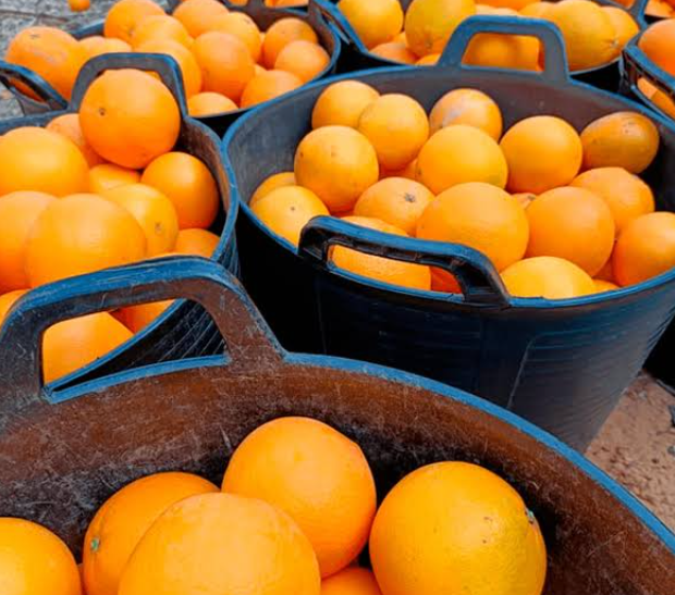 Orange groves in Valencia