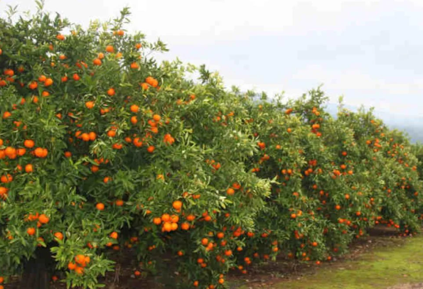 Hand-picked Valencian oranges